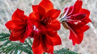 Amaryllis mit roten Blüten bluehen wieder im Winter an Weihnachten durch eine gute Pflege.