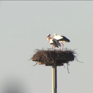 Störche in ihrem Nest