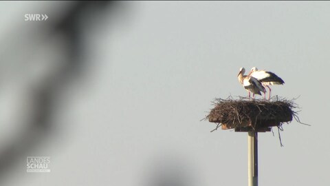 Störche in ihrem Nest