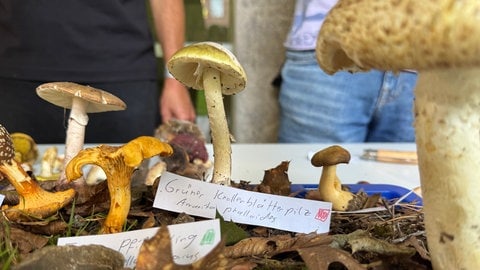 In Karlsruhe informiert die Pilzberatung über Pilze: giftig oder essbar.