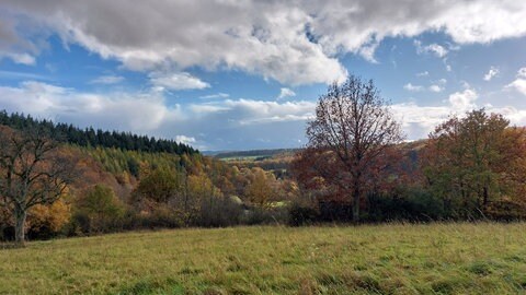 Wald bei Brücken im Herbst