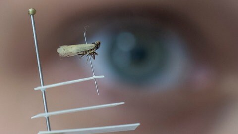 Eine Glasflügelzikade: ein Insekt, nicht viel größer als eine Fliege. 