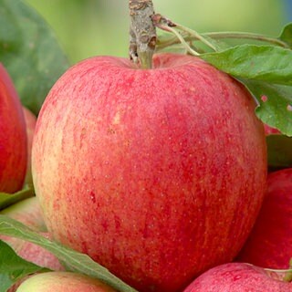 Äpfel
