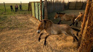 Przewalski-Pferde