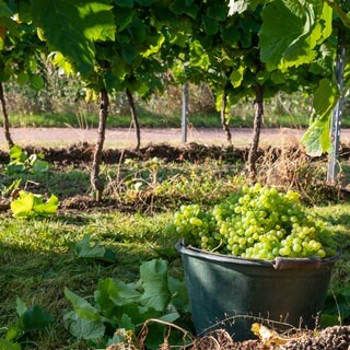 In einem Weinberg steht ein Eimer mit Trauben. Die Weinlese in Rheinhessen geht zu Ende.