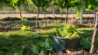 In einem Weinberg steht ein Eimer mit Trauben. Die Weinlese in Rheinhessen geht zu Ende.