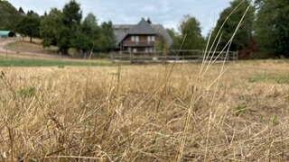 Vertrocknete Wiesen, versiegende Quellen: Im Seebach-Tal am Feldberg sind die Folgen der Dürre besonders spürbar