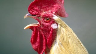 Krähender Hahn