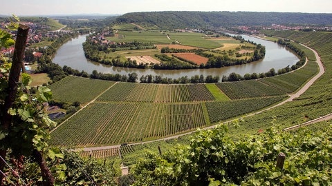 Blick von einem Weinberg auf den Neckarbogen zwischen Mundelsheim und Hessigheim im Kreis Ludwigsburg
