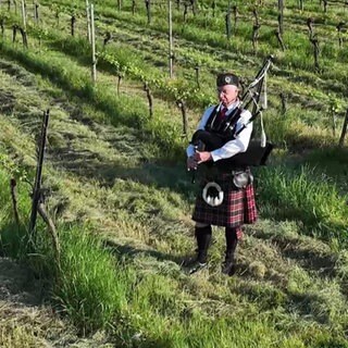 Stefan Zimmermann spielt auf seinem Dudelsack in den Weinreben.