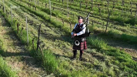 Stefan Zimmermann spielt auf seinem Dudelsack in den Weinreben.