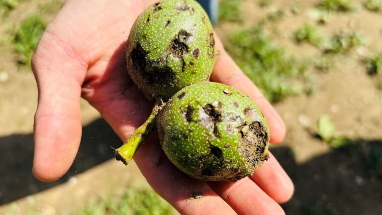 In Bambergen (Bodenseekreis) hat das Unwetter auch bei den Walnüssen von Landwirt Benjamin Klotz großen Schaden angerichtet.