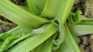 Eine Schilf-Glasfluegelzikade sitzt auf einer Zuckerrübe: Die kleinen Insekten befallen immer mehr Gemüseäcker in der Pfalz und bedrohen die Ernte