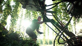 Hopfenernte in Tettnang am Bodensee. Die Erntemaschine steht unter Hopfenranken.