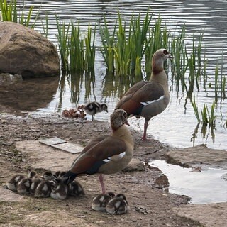 Die invasive Art der Nilgänse am Anlagensee in Tübingen. 