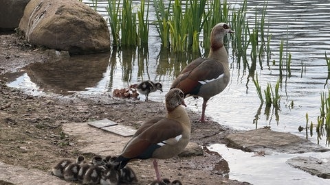 Die invasive Art der Nilgänse am Anlagensee in Tübingen. 
