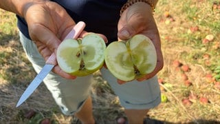 Ein Apfel der frühen Sorte "Jakob Fischer". Wegen der Trockenheit sind die Früchte teils trocken, weniger saftig, und in der Beschaffenheit eher mürbe.
