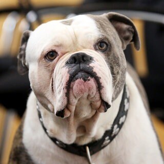 Old English Bullldog (Symbolbild). Eine Bulldogge hat in Eppingen eine Frau verletzt und ihren Hund tödlich verletzt.