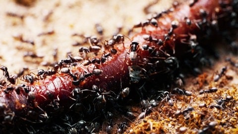 Tapinoma magnum, diese Ameisenart wurde jetzt auch in Frankenthal festgestellt