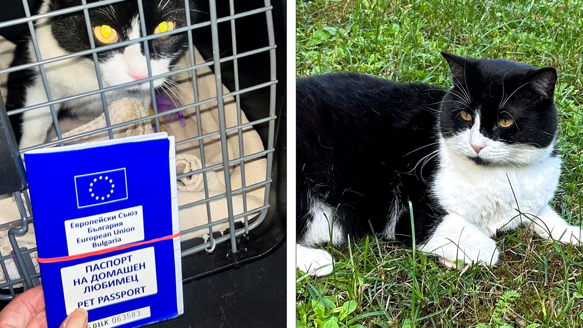 Vermisster Kater Willie taucht rund 1.800 Kilometer entfernt in Bulgarien wieder auf