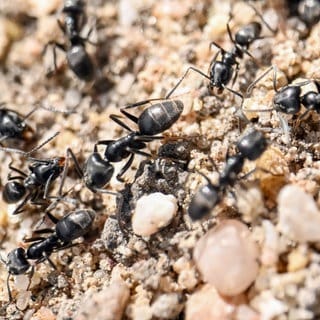 Die invasive Ameisenart Tapinoma Magnum ist in Steinborn im Donnersbergkreis aufgetreten. (Symbolfoto)
