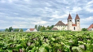 Salat wächst vor einer Kirche auf der Gemüseinsel Reichenau