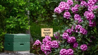Bienen stechen nach einer neuen Studie unterschiedlich rasch zu. Sie haben ein individuellen Stechverhalten.