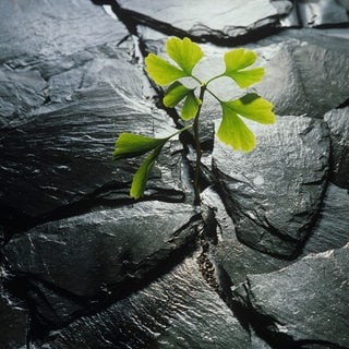 Widerstandsfähiges Ginkgo-Pflänzchen in einem Schiefersteinspalt: Laut, heiß und eng: Nicht nur an Hitzetagen sind Städte auf Kühlung durch Bäume und Grünflächen angewiesen. Stadtgrün hilft auch bei Starkregen und hohen Feinstaubwerten. 
