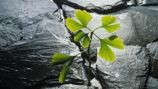 Widerstandsfähiges Ginkgo-Pflänzchen in einem Schiefersteinspalt: Laut, heiß und eng: Nicht nur an Hitzetagen sind Städte auf Kühlung durch Bäume und Grünflächen angewiesen. Stadtgrün hilft auch bei Starkregen und hohen Feinstaubwerten. 