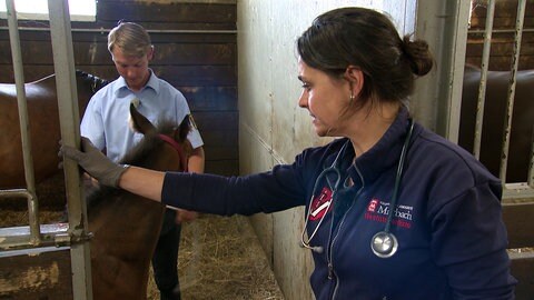 Tierärztin Sophie Kindt blickt im Gestüt Marbach in eine Pferdebox, der in der ein Fohlen ist.