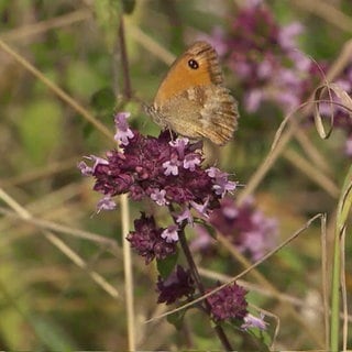 Schmetterling auf einer Pflanze
