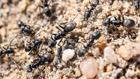Große Mengen der als invasiv geltenden Ameisenart Tapinoma magnum krabbeln über die Erde.