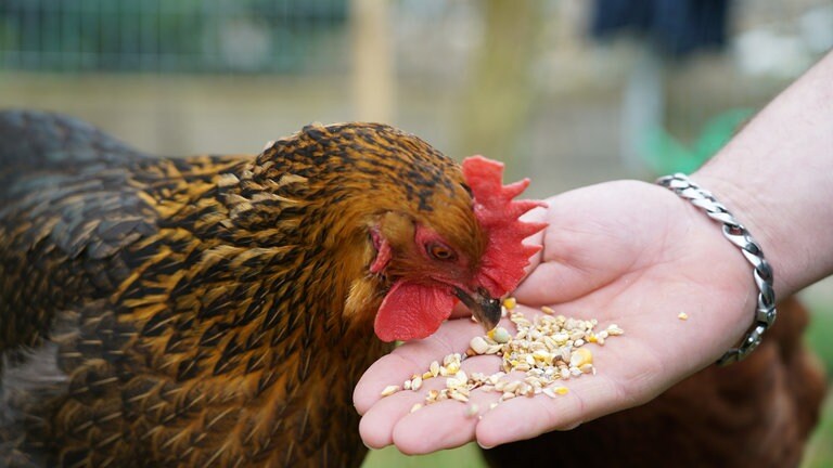 Braun, schwarzes Huhn, was aus einer Hand Körner frisst