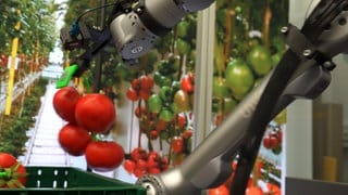Ein Roboterarm pflückt Tomaten. Eine von vielen Ideen im Cyber Valley Startup-Netzwerk.