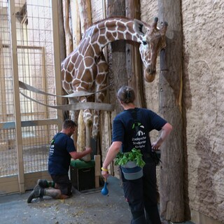 Eine Giraffe im Zoo Karlsruhe wird geröngt