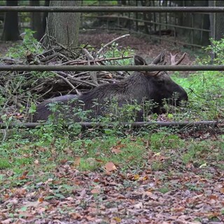 Elch "Erwin" und seine rätselhafte Reise durch den Schwarzwald. Nun ist er wieder in seinem Zuhause gelandet: Im Wildpark Pforzheim.
