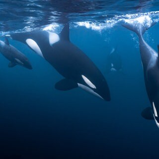 Orcas im Meer