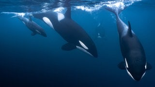 Orcas im Meer