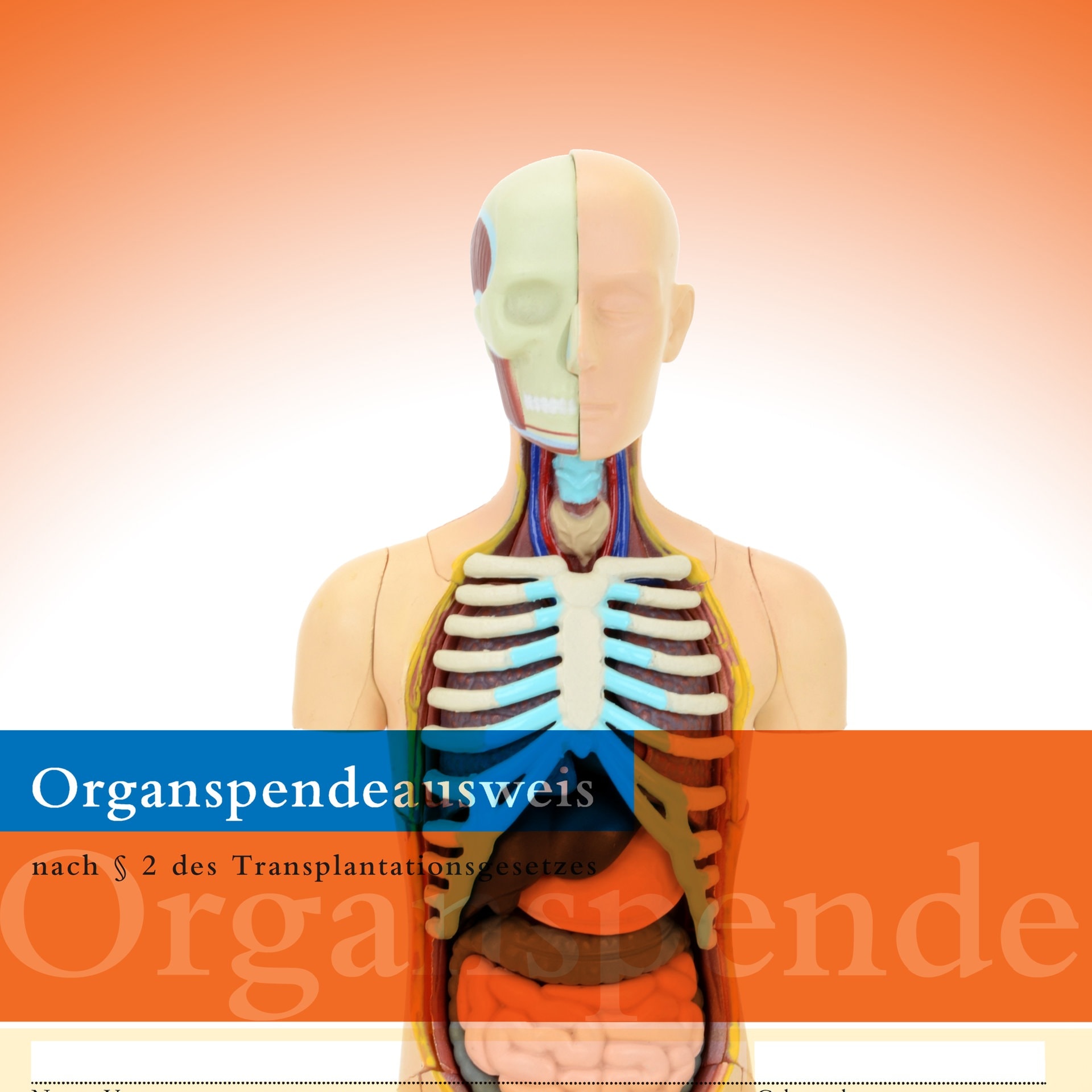 Können Organspender bei der Entnahme Schmerzen empfinden? episode artwork