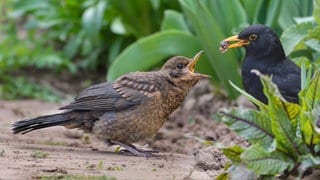 Amseln (Turdus merula), Männchen und Jungvogel: Es wird inzwischen bei immer mehr Tierarten nachgewiesen, dass sie sich regional unterschiedlich artikulieren. Schon lange ist es von Vögeln bekannt, vor allem den Singvögeln.