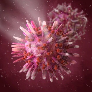 Herpes-simplex-Virus (HSV)