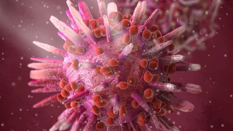 Herpes-simplex-Virus (HSV)
