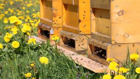 Das Bild zeigt Bienen im Anflug auf ihren Bienenstock.