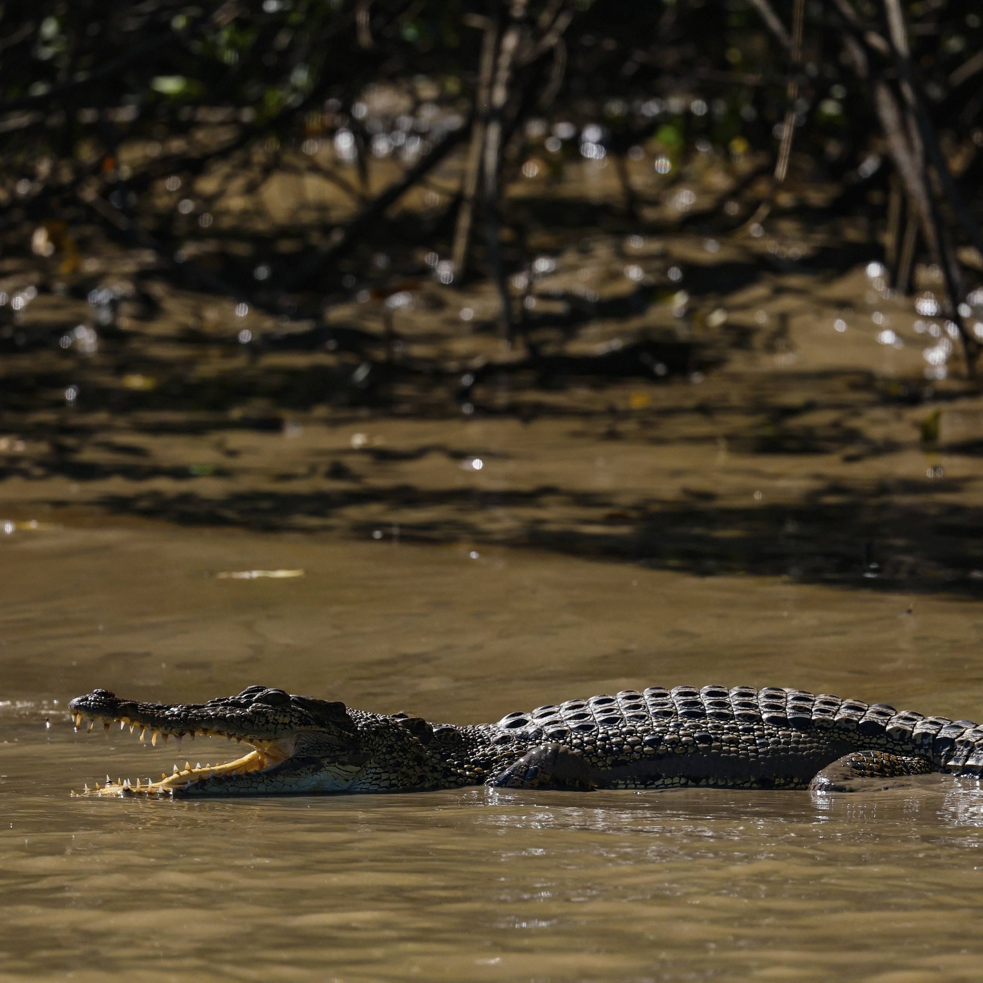 WWF-Bericht: Krokodil & Flusspferd unter Druck - Wildtierbestände schrumpfen