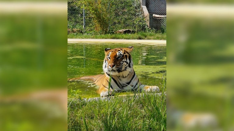 Tigerin Cara entspannt sich im Wasser in ihrem Gehege in Maßweiler in der Tierauffangstation.