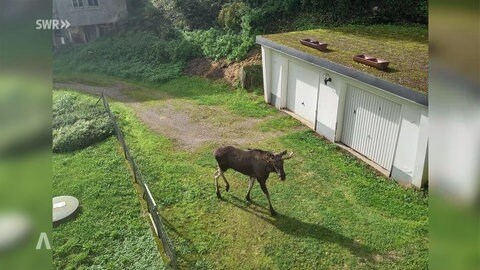 Elch Erwin auf seinem Streifzug durch den Schwarzwald.