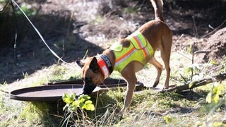 Ein Suchhund der Polizei bei der Arbeit