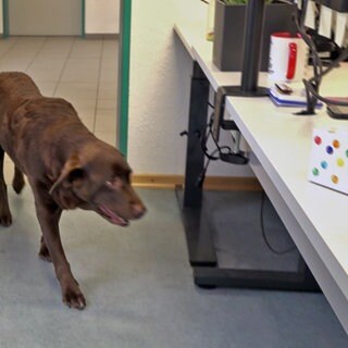 Ein Hund kommt durch eine Bürotür