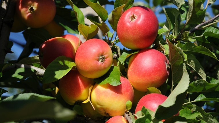 Clubäpfel Kanzi am Baum