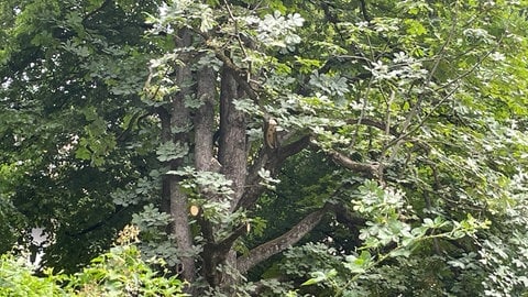 Spielplatz in Heidelberg Handschuhsheim
